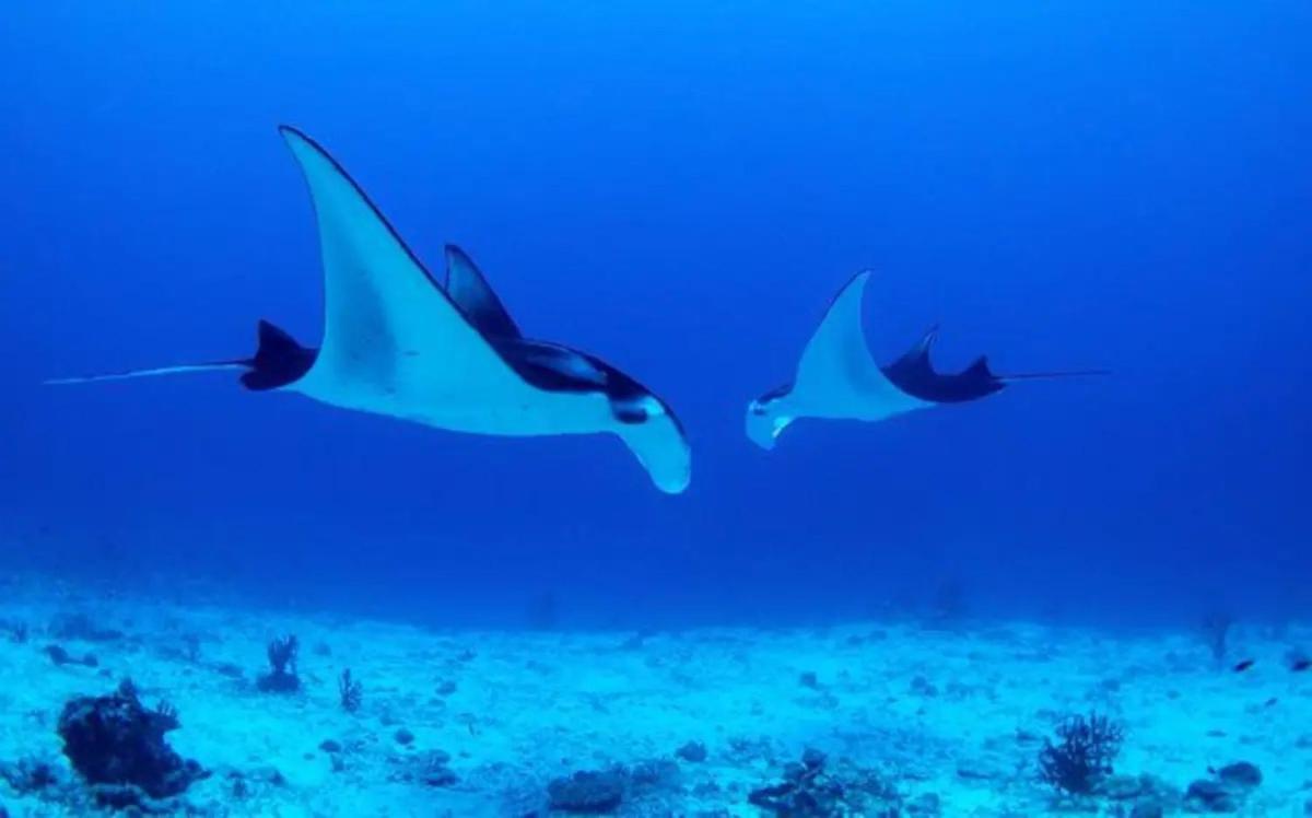 White Sandy Beach-Best Manta Snorkeling Tethi Екстер'єр фото
