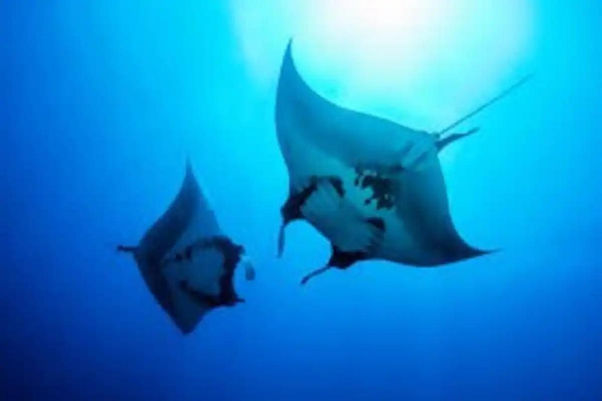 White Sandy Beach-Best Manta Snorkeling Tethi Екстер'єр фото